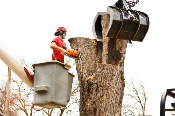 Best Tree Maintenance Programs  in Blackhawk, SD